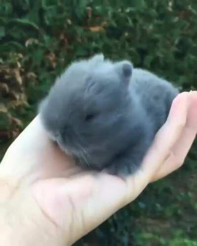 Adorable grey baby bunny