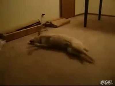 Sleep running into a wall.