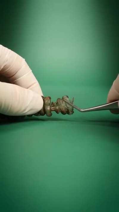 How a rattlesnakes rattle works