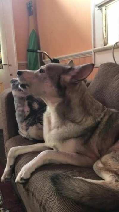 Woof the Wolf and the train OC