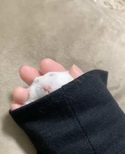 Here’s a sleepy sleeve hamster