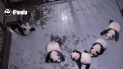 Panda cub sneezes and scares it's siblings