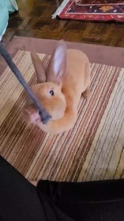 Thought I got a sweet little bunny, turns out I got a puppy who only wants to play tug of war