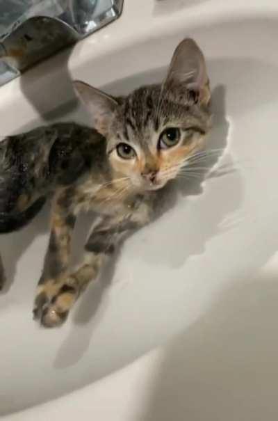 Bathing kitty