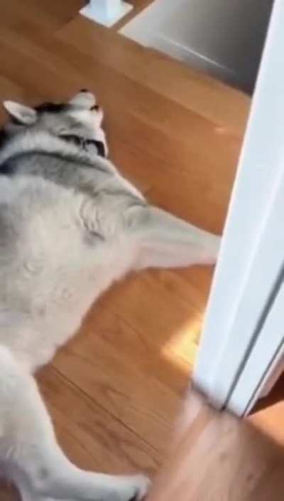 Husky didn't knew the owner was home already