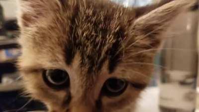 Nine week old kitten crying out for attention.