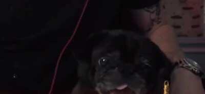 Here's edgar eating banana