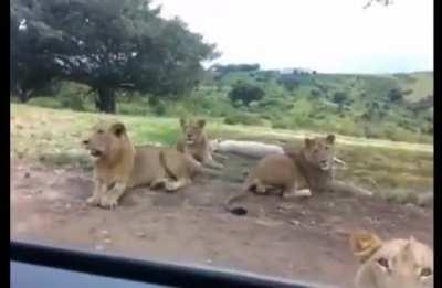 Cute Lions