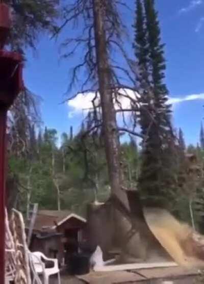 The tree had the last laugh