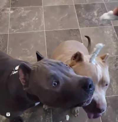 Trying to get a taste of some yummy whipped cream