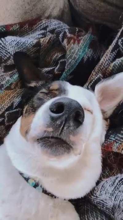 Tahoe having a afternoon nap.