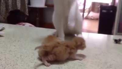 Cat dad takes care of his kittens...