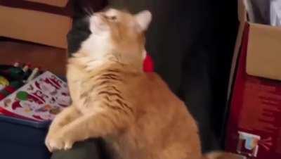 That's an APEX predator right there