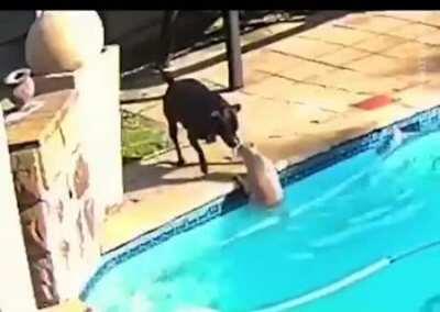 Dog falls into pool and need help or he'll drown