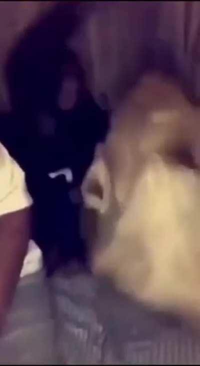 MoNkEy GeTs RiPpEd ApArT By WiLD CaT