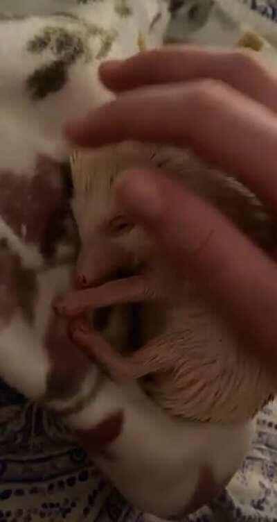 Penelope’s nightly massage 🦔