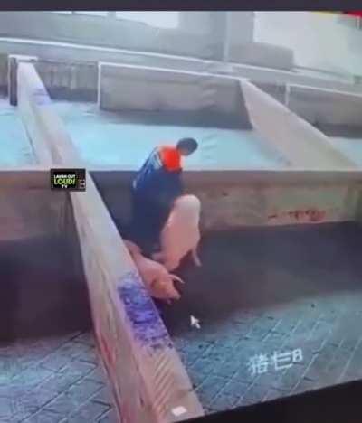 At the slaughterhouse