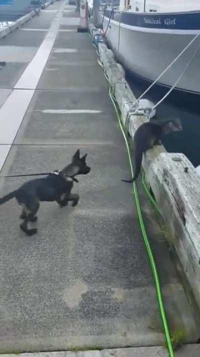 Dog becomes friends with a otter