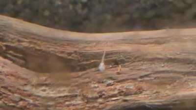 Is this what I hope it is??