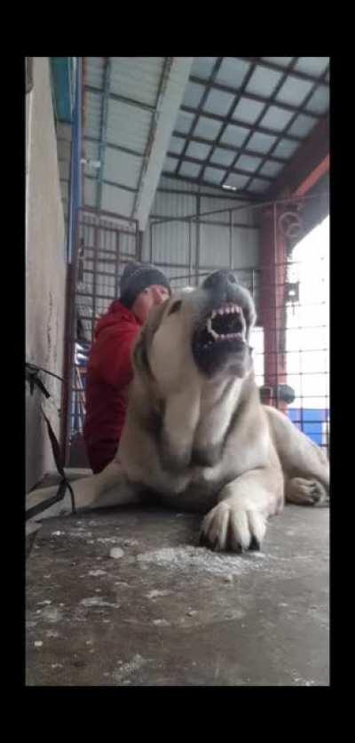 Central Asian Shepherd Dogs is a legendary guardian livestock breed and known to scare away bears and wolves.