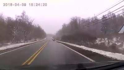 This Deer just stands there like a dumb fuckshit