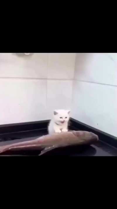 his ass IS doing 0 damage to the fische