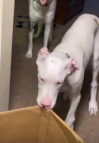 Only 1 brain cell between these 2 and it’s being used to eat a box