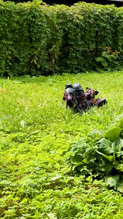 Before Christmas, let’s get a little nostalgic about summer 🐶☀️