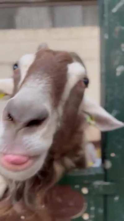 Heidi is one of many incentives to get out of bed 👌😂