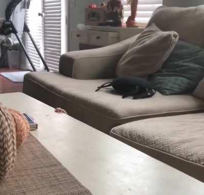 I can't stop laughing at this