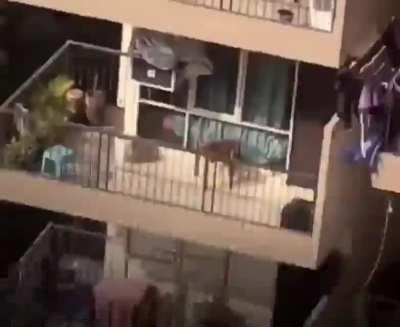 Indian woman ties son on 9th floor,lowers him to another flat's balcony to pick fallen laundry in shocking video.