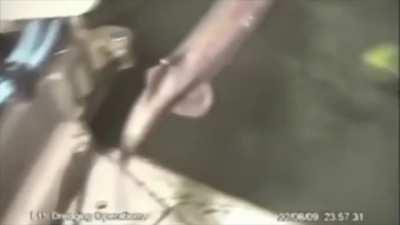 Just a shark minding his own business... until!