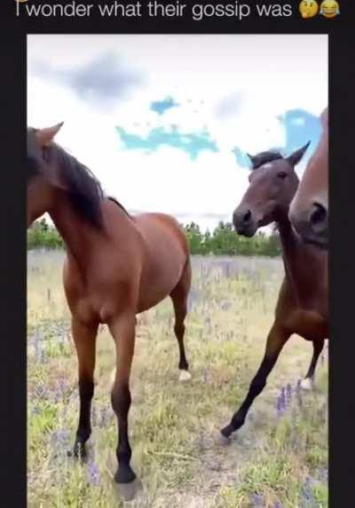 Horsing around 😂
