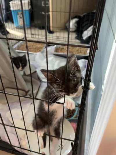 Winter Soldier is small but she has a mighty scream