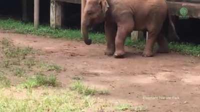 Baby Elephant trying to figure out how to wear a sandal