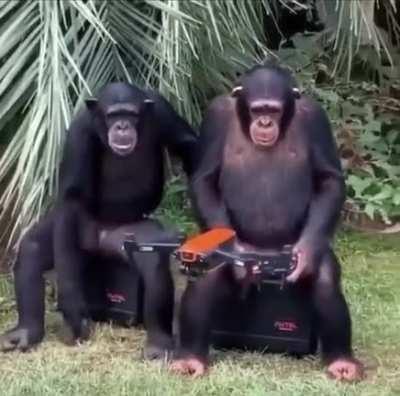 Chimpanzee drone pilot