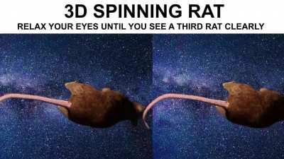 3D SPINNING RAT! (Protip: smaller the video the easier it is to see the 3d effect)
