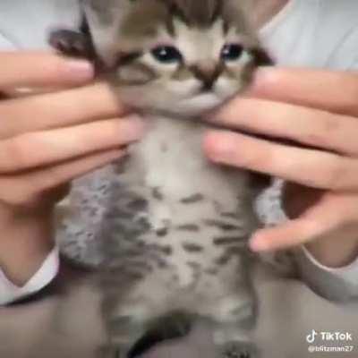 cat csgo with breakcore gaming