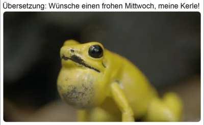 ich_iel