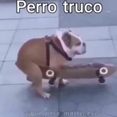 Perro truco 🥵