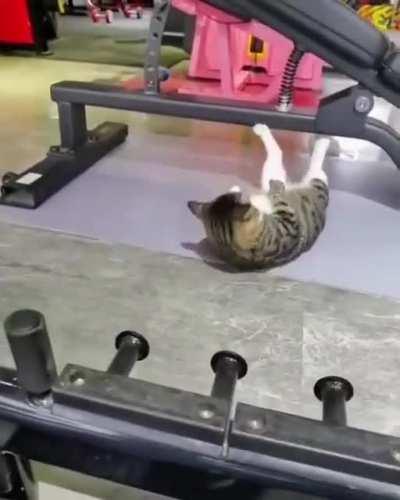 Cat on the grind
