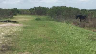 Shocked audience watches as horse fights an alligator