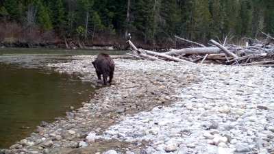 🔥 Grizzly Bear + Salmon + Bald Eagles!