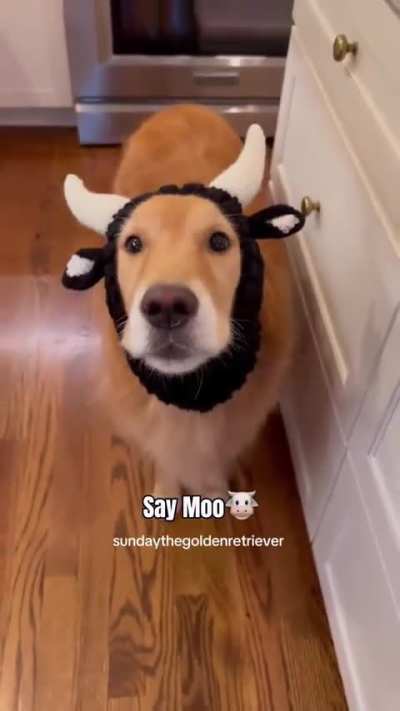 What does the cow say?