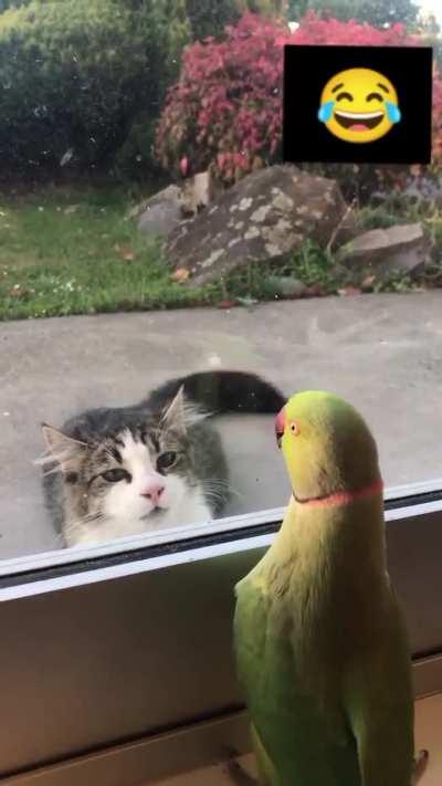 Parrot plays peek a boo with neighbours cat