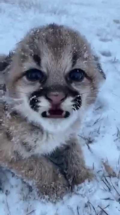 Baby wildcat breezing