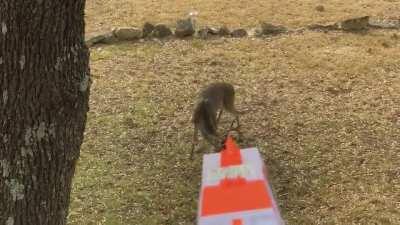 yOu DoNT nEed ThIrtY bUlLetS tO hUnt