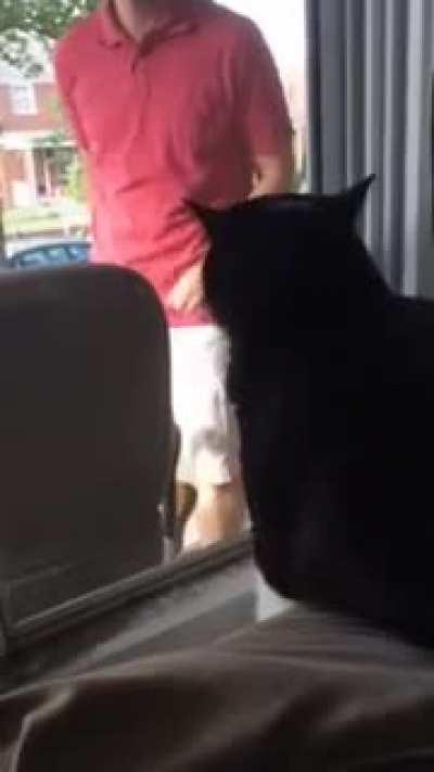 Cat sees his owner with a new dog