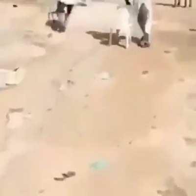 sabuei surfi na vida reql