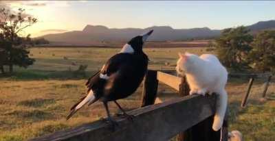 He always dreamed being a rooster